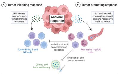 Crosstalk between interferon and interleukin-1 antiviral signaling in cancer cells: implications for immune evasion and therapeutic resistance